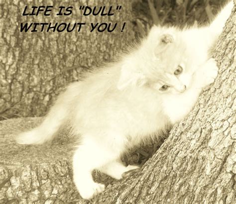 We did not find results for: Miss You Kitty. Free Miss You eCards, Greeting Cards | 123 Greetings