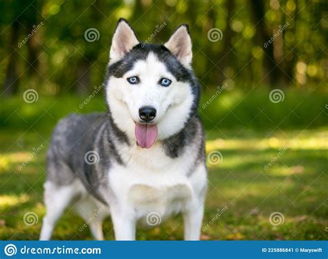 A Purebred Alaskan Husky Dog With Blue Eyes Stock Image Image Of