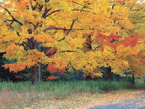 Top Trees For Colorful Fall Foliage Garden Design