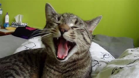 Cat Yawns In Slow Motion120fps Compilation Youtube