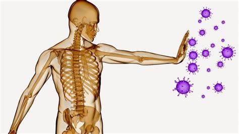 Ppt Componentes Y Funciones Del Sistema Inmune Powerp