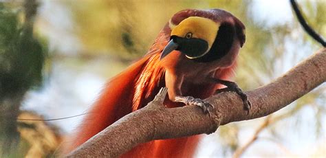 Papua New Guinea Birding Tour With Field Guides