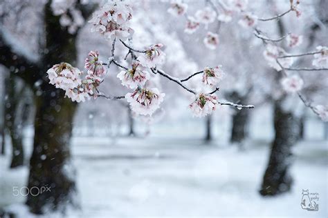 Cherry Blossoms In The Snow By Marin Gusky 500px White Cherry