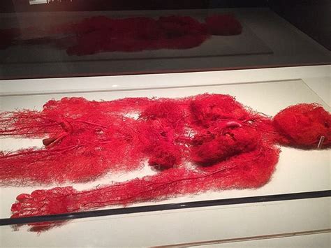 Real Blood Vessels From A Person Who Donated Their Body For Artistic