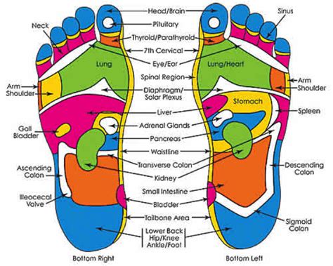 Foot Massage Pressure Points Foot Acupuncture Points Chart Bing