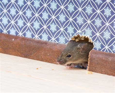If they did work, every pest control company would be out of business. Does Organic Pest Control Work? ⋆ TipsfromTia.com
