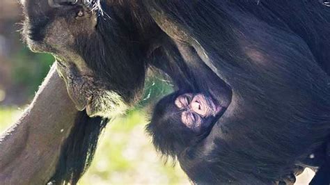 Baby Chimpanzee Born At North Carolina Zoo