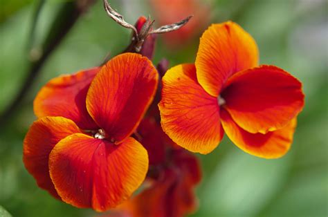 Wallflower Plants Plant Care And Growing Guide