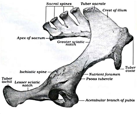 Equine Pelvic Limb Anatomy