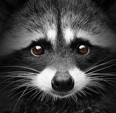 1920x1080px 1080p Free Download Raccoon Cute Enot Raton Bw Face