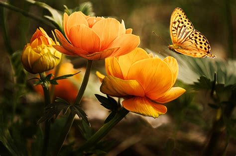 วอลเปเปอร์ 1920x1275 Px ผีเสื้อ แมลง ธรรมชาติ ดอกไม้สีเหลือง