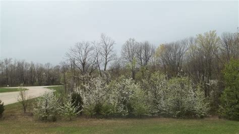 Shipped with our arrive alive guarantee. Updates from Illinois Cooperative Agricultural Pest Survey ...