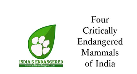 4 Critically Endangered Mammals Of India Indias Endangered