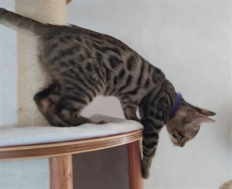 Bengal Cat Günstig Kaufen Katzen Haustier Anzeiger