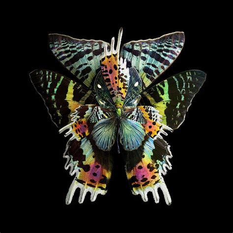 Stunning Rare Butterfly Specimens Documented 99inspiration