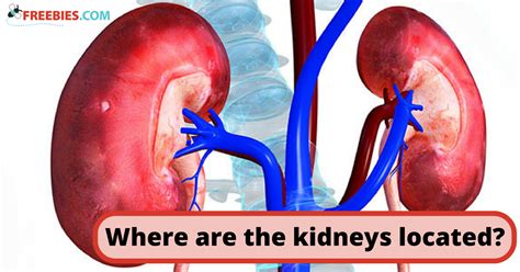 Human Anatomy Liver Kidney Location