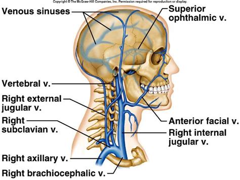 First it starts as the direct continuation of the sigmoid sinus… at the base of skull the internal carotid artery is located in front of the internal jugular vein and the past 4 cranial nerves intercede between the vein. Venous Sinuses at Nova Southeastern University - StudyBlue