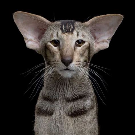 Oriental Shorthair Is A Exotic Cat In The House Pictures Proving This