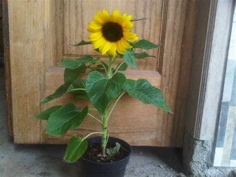 Sketsa bunga matahari tersebut terlihat sangat detail dan nyata menyerupai bentuk aslinya. Tanaman Bunga Matahari Lokal - BibitBunga.com