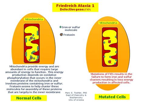Friedreich Ataxia 1 Hereditary Ocular Diseases