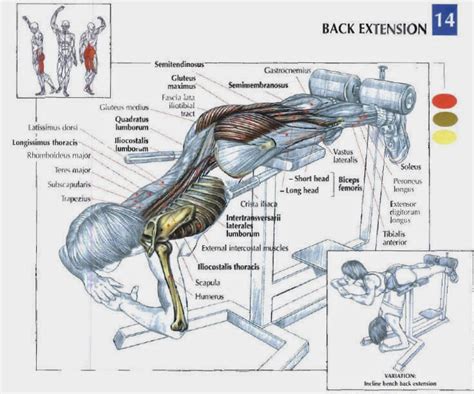 Best Back Exercises For Mass How To Do It Best Body