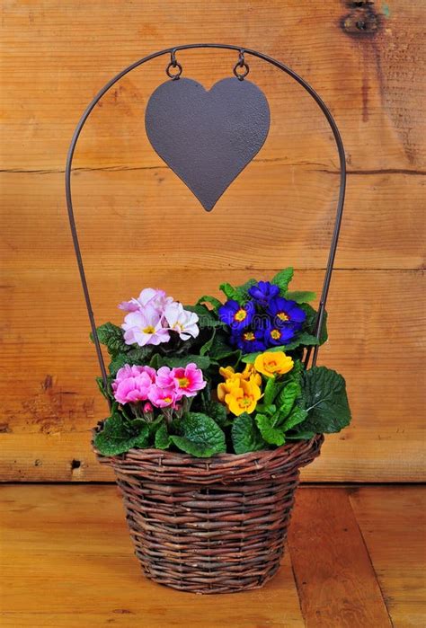 Primrose Basket Spring Easter Stock Photo Image Of Fresh Country