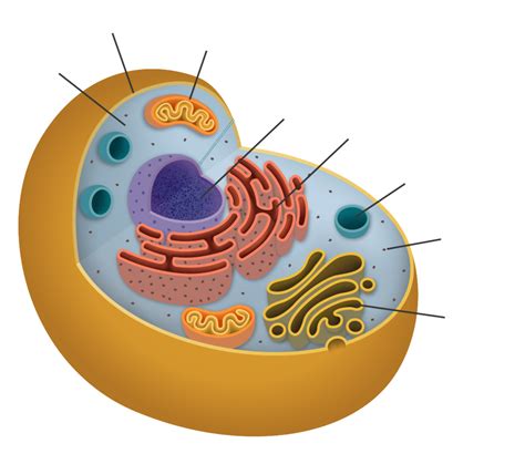 Cell Organelles Diagram Quizlet