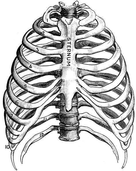 This stencil is cut from 7 mil. Human Ribs Drawing at GetDrawings | Free download