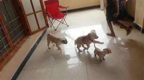 To help guarantee a stable income source later in life, many workers avail themselves of. Pet Hostel & Dog sitter near me | Dog daycare, Dog sitters ...