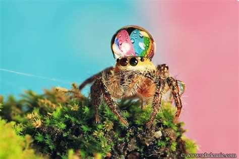 Cute Jumping Spider Water Drop