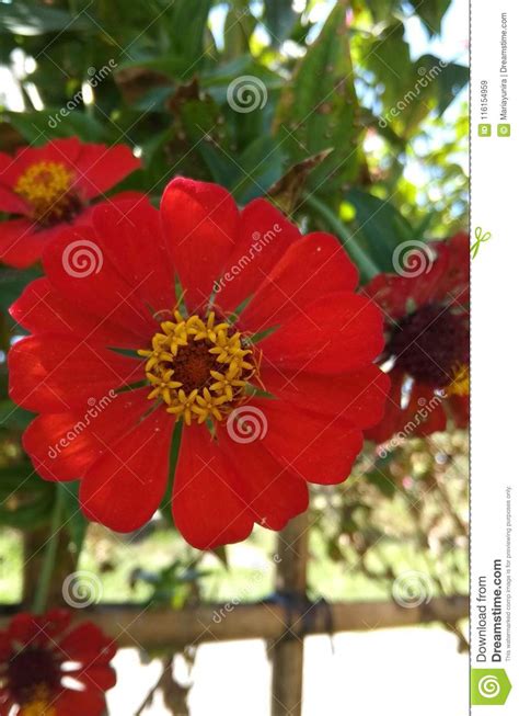 Blooming Red Flower In The Garden Stock Image Image Of Flower