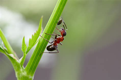 In vielen gärten werden ameisen als schädlinge angesehen, dabei sind die insekten für das ökosystem extrem wichtig. Neudorff: Ameisen