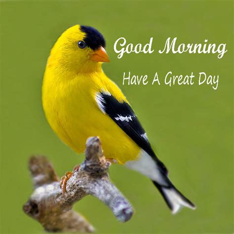 Good Morning Have A Great Day Birds Images Good Morning Images Quotes Wishes Messages