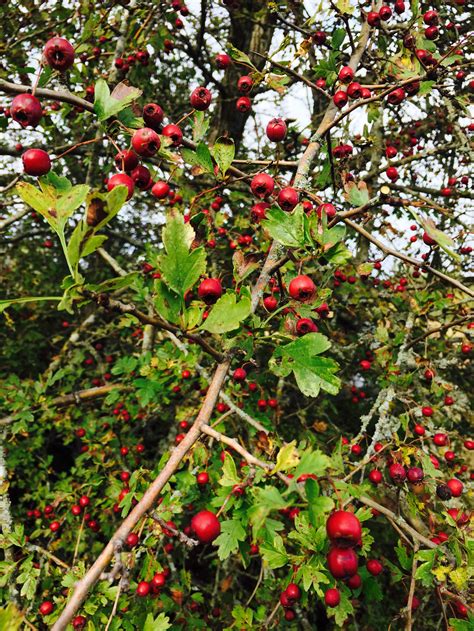 Hawthorn Tree — Bloom Apothecary Of Anacortes