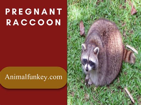 Pregnant Raccoon How To Know If A Raccoon Is Pregnant