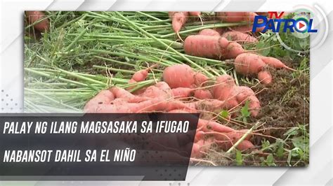 Palay Ng Ilang Magsasaka Sa Ifugao Nabansot Dahil Sa El Ni O Tv