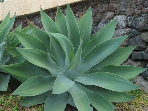Agave Attenuata Subsp Attenuata Fox Tail Agave Etsy UK