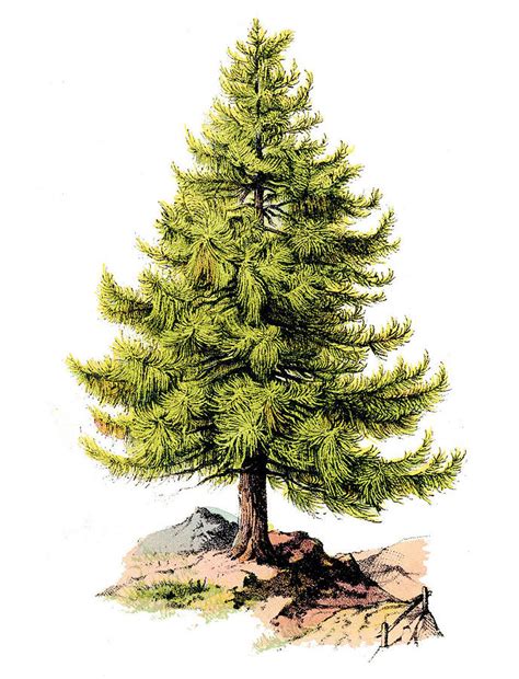 Beautiful Pine Tree Digital Art By Long Shot