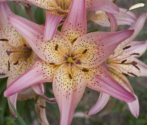 Pink Lily 8x10 Photograph By Creativeshutterbug On Etsy 1000 Pink