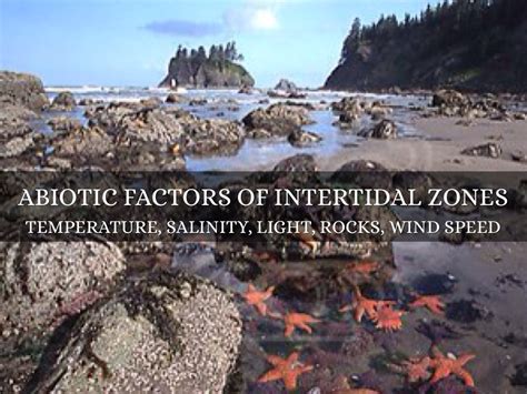 Intertidal Zones By Adriane Freeman