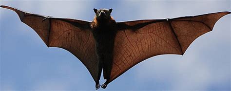 Bats The Flying Furry Mammal Of The Night Animal Pictures And