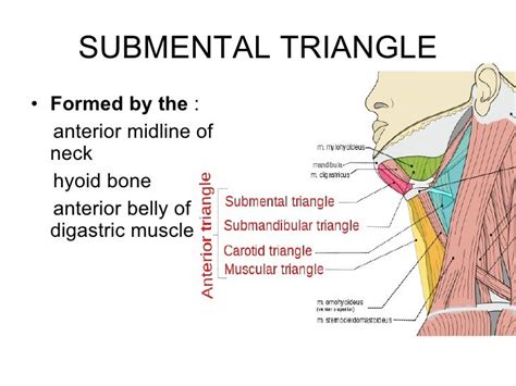 Triangles Of The Neck Ppt Year 1