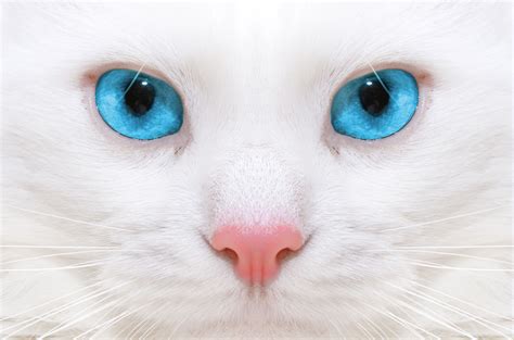 Ojos De Gatos Imagenes Gatos Blancos Gato Blanco Ojos Azules Y