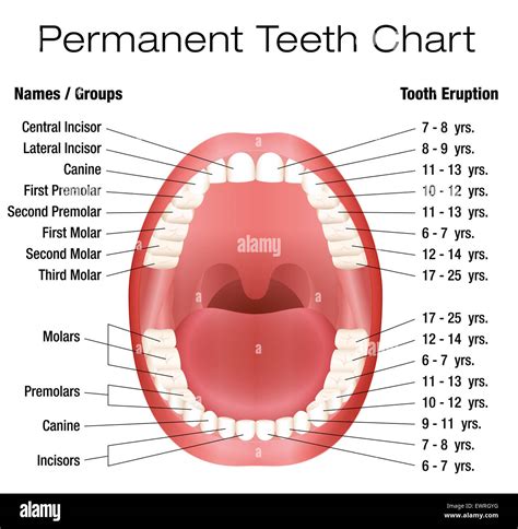 Teeth Names And Permanent Teeth Eruption Chart With Accurate Notation Of The Different Teeth