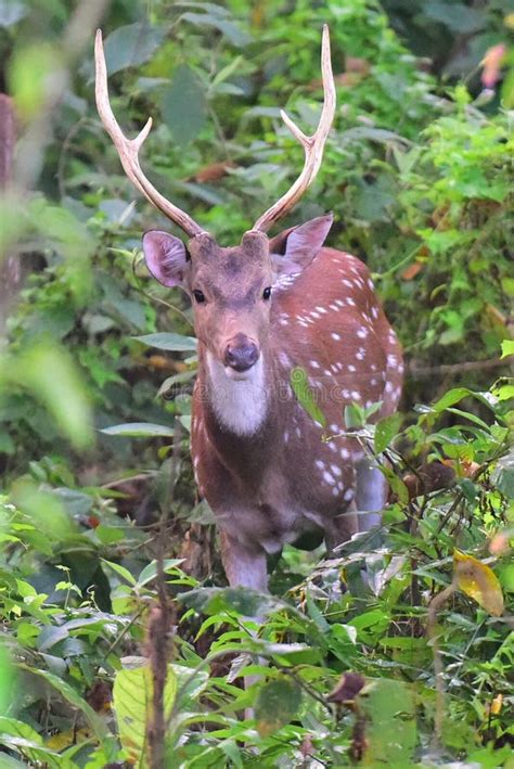 A Male Adult Red Spotted Deer With Large Antelopes In Chitwan National