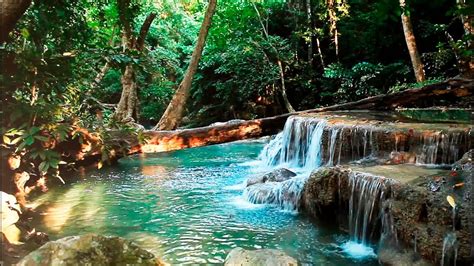 Where Can You Find Water In The Rainforest A Hidden Oasis Guide