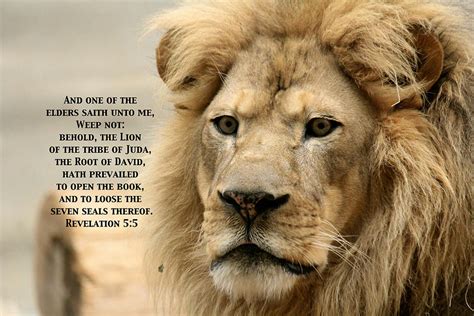 Lion Of Judah Photograph By Debbie Nobile