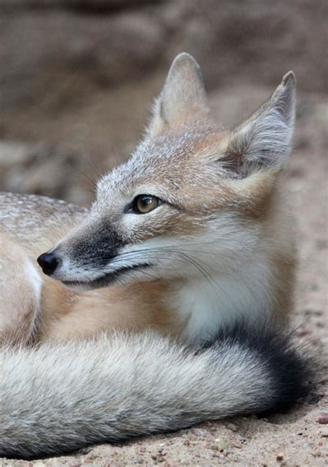 A Close Up Of A Small Fox Laying On The Ground