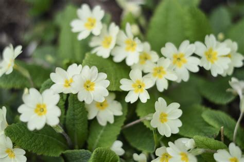 19 Common Types Of Primrose Flowers To Brighten Your Garden