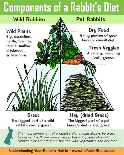 Feeding Rabbits Naturally Growing And Making Your Own Rabbit Food Artofit